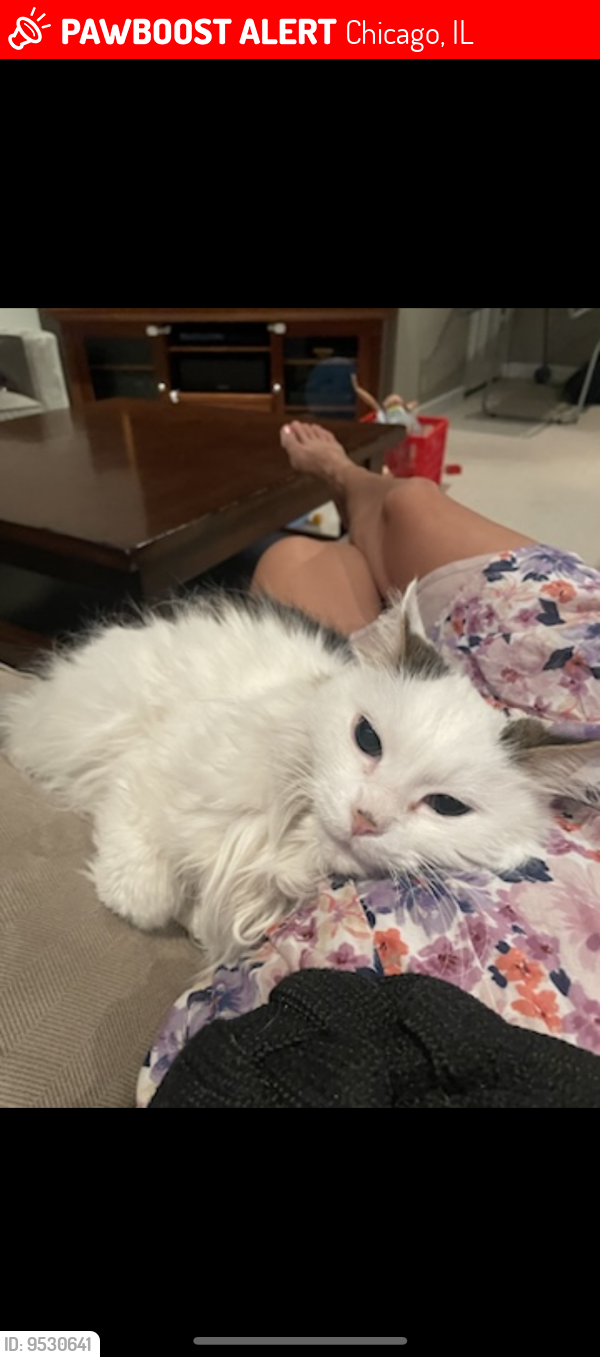 Lost Male Cat last seen On Grace between Western and Campbell, Chicago, IL 60618