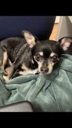 Lost Female Dog last seen Near Somers Ave Swanwyck Est. In New Castle There is a big Reward for her safe return!, New Castle County, DE 19720