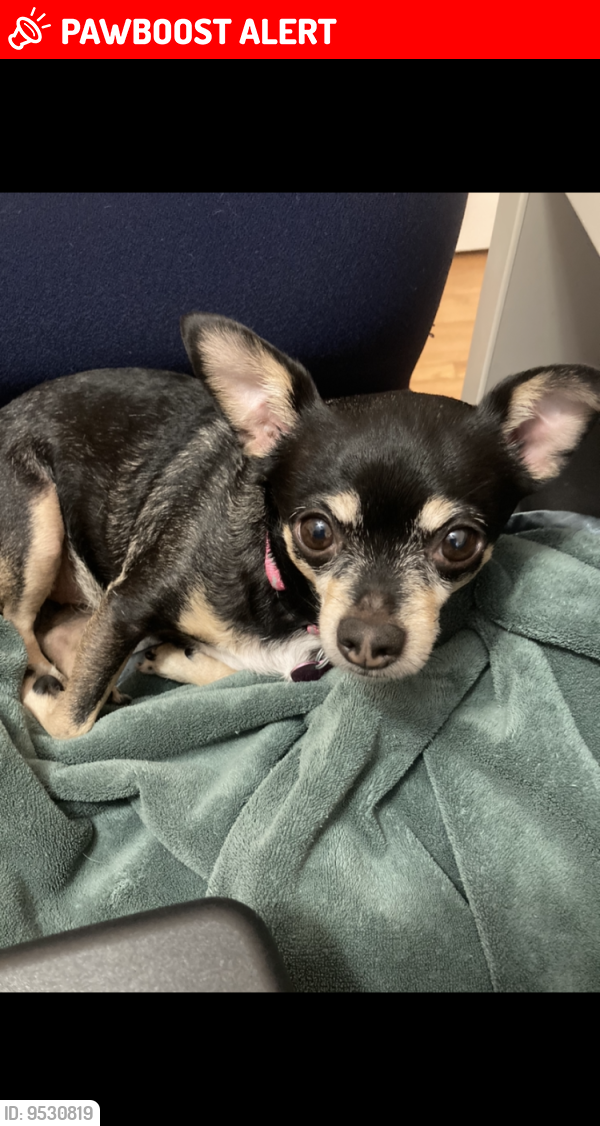 Lost Female Dog last seen Near Somers Ave Swanwyck Est. In New Castle There is a big Reward for her safe return!, New Castle County, DE 19720