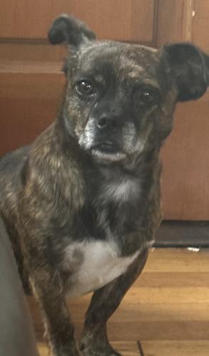 Lost Male Dog last seen 53rd n Hadley , Milwaukee, WI 53210