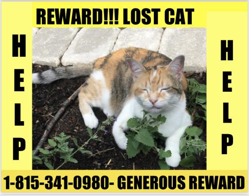 Lost Female Cat last seen 73RD AVE NW.  & HWY 2  CASS LAKE MN, Cass Lake, MN 56633