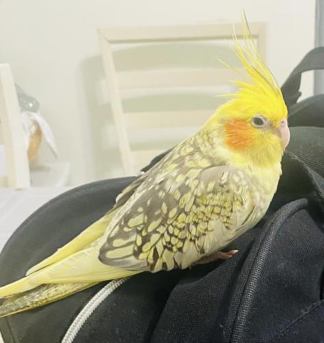 Lost Female Bird last seen Alta Ave and Park Hill Ave - Yonkers , Yonkers, NY 10705