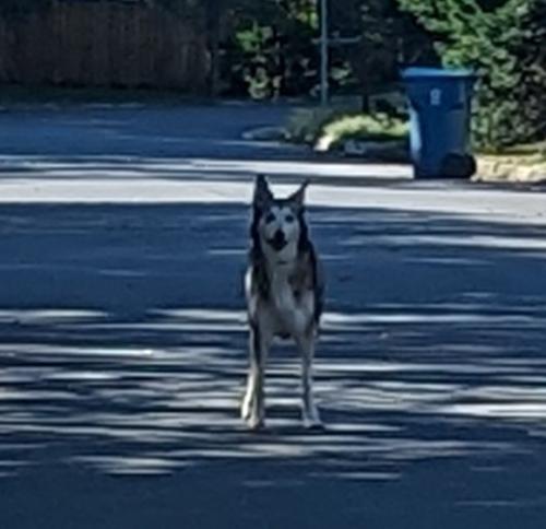 Found/Stray Unknown Dog last seen Leaf Rd and Pole Rd, Alexandria, VA 22309, Alexandria, VA 22309