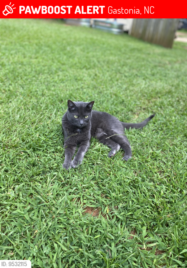 Gastonia, NC Lost Male Cat, Jack Is Missing PawBoost