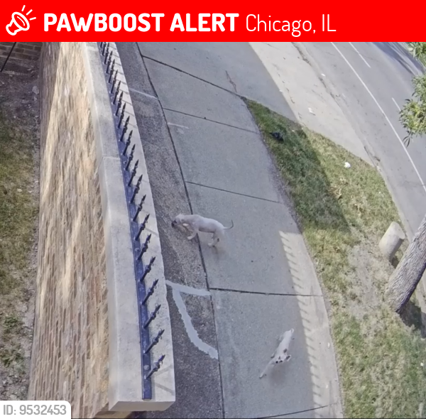 Lost Male Dog last seen Lockwood Ave & Van Buren , Chicago, IL 60644