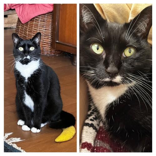 Lost Female Cat last seen Dilston RD & Braddock RD & Moffet RD, Silver Spring, MD 20903