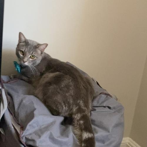 Lost Male Cat last seen Benninghaus & Clearspring Rd, Baltimore, MD 21212