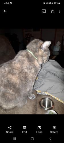 Lost Female Cat last seen Hickory rd and Sequoyah circle , Canton, GA 30115
