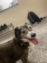 Reunited Male Dog last seen Patrick Ln, Nevada, USA, Clark County, NV 89148