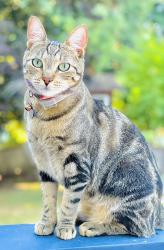 Lost Male Cat last seen 30th Ave Sw/33rd pl sw, Federal Way, WA 98023