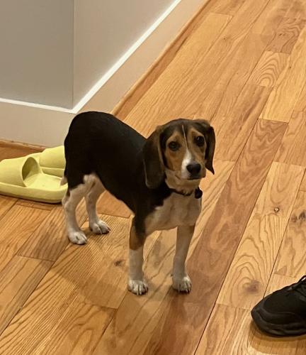Lost Female Dog last seen 6th St. and Florida Ave, Washington, DC 20001