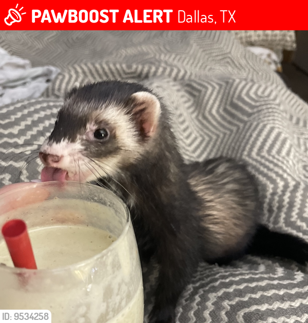 Dallas, TX Lost Male Ferret, Stitch Is Missing