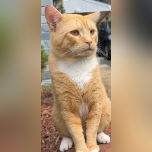 Lost Male Cat last seen Oxon Hill Md, Oxon Hill, MD 20745