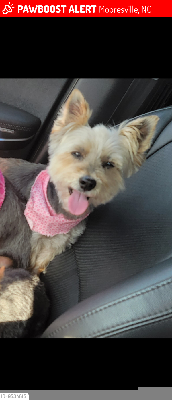 Mooresville, NC Lost Female Dog, Pallie Is Missing PawBoost