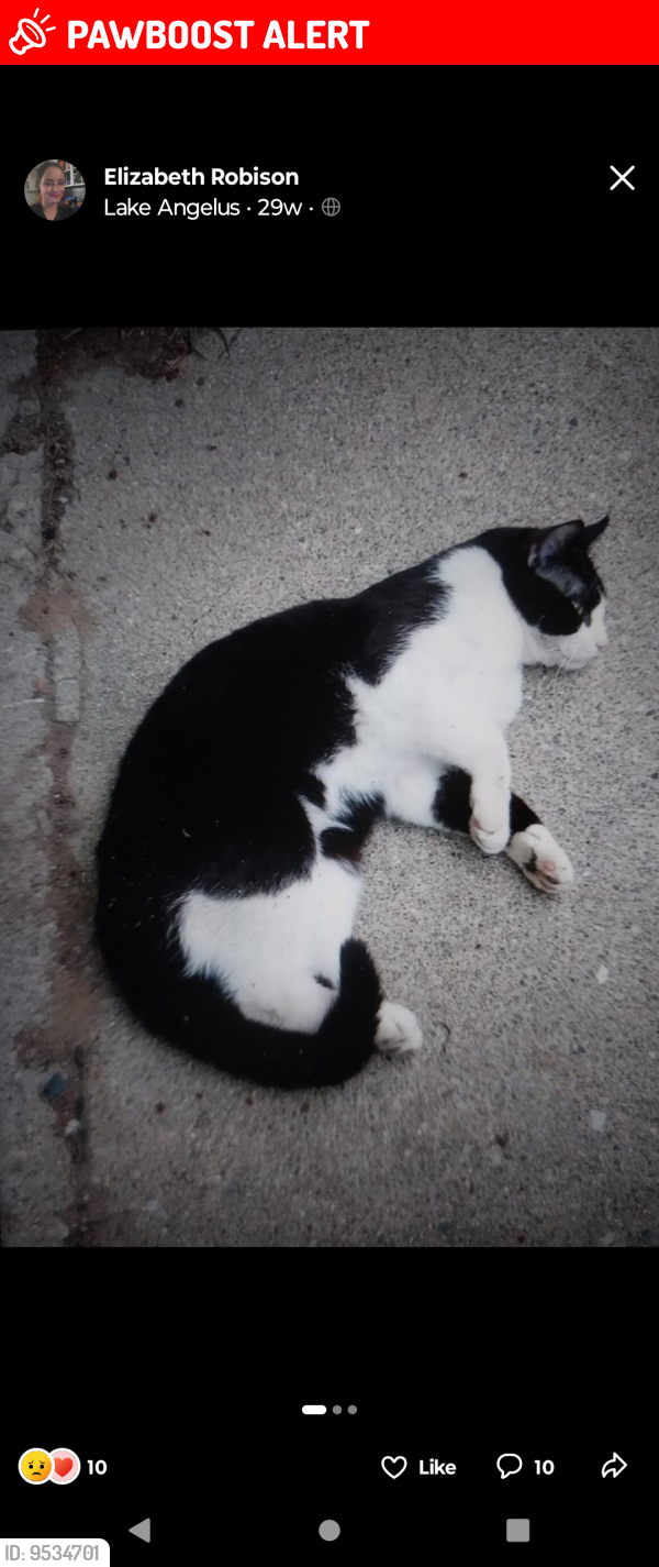 Independence charter Township, MI Lost Male Cat, Oreo Is Missing PawBoost