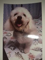 Lost Male Dog last seen Ackerman Rd Kirby Tx, San Antonio, TX 78219