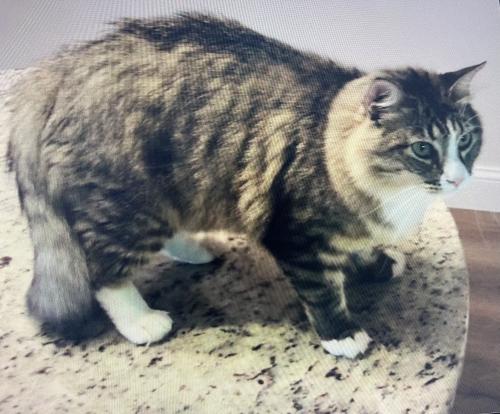 Lost Male Cat last seen Roadway inn (Santee),Hampton inn (Santee) and Fairfield inn (Santee) , Santee, SC 29142