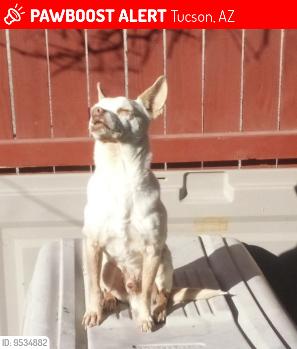 Lost Male Dog last seen Park St. & Bilby Rd. , Tucson, AZ 85706