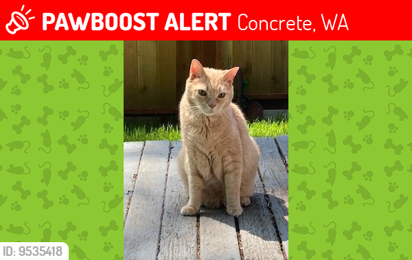 Lost Male Cat last seen Creekside Camping 39602 Baker Lk. Rd. Concrete WA 98237, Concrete, WA 98237