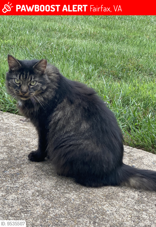 Lost Female Cat last seen Redford ct 22030, Fairfax, VA 22030