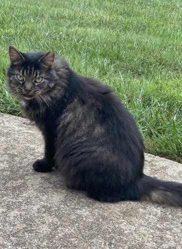 Lost Female Cat last seen Redford ct 22030, Fairfax, VA 22030