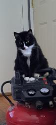 Lost Female Cat last seen Foltz and Superior Indianapolis In. 46221, Indianapolis, IN 46221