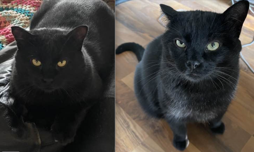 Lost Male Cat last seen Near Grier Place NE behind the apmt buildings at the top of the wooded area., Calgary, AB T2K 5Y5