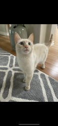 Lost Female Cat last seen Del Rio and Wentworth, Sacramento, CA 95822