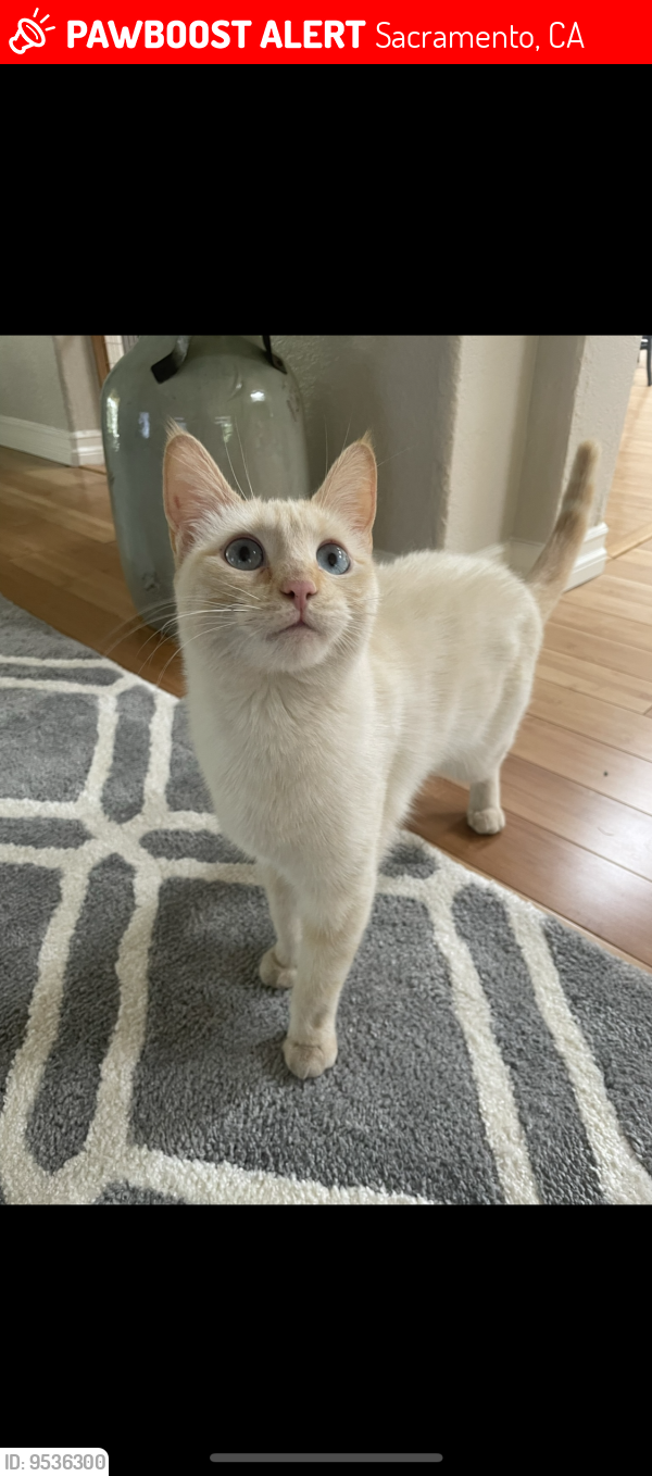 Lost Female Cat last seen Del Rio and Wentworth, Sacramento, CA 95822