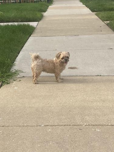 Lost Female Dog last seen Kildare and Iowa , Chicago, IL 60651
