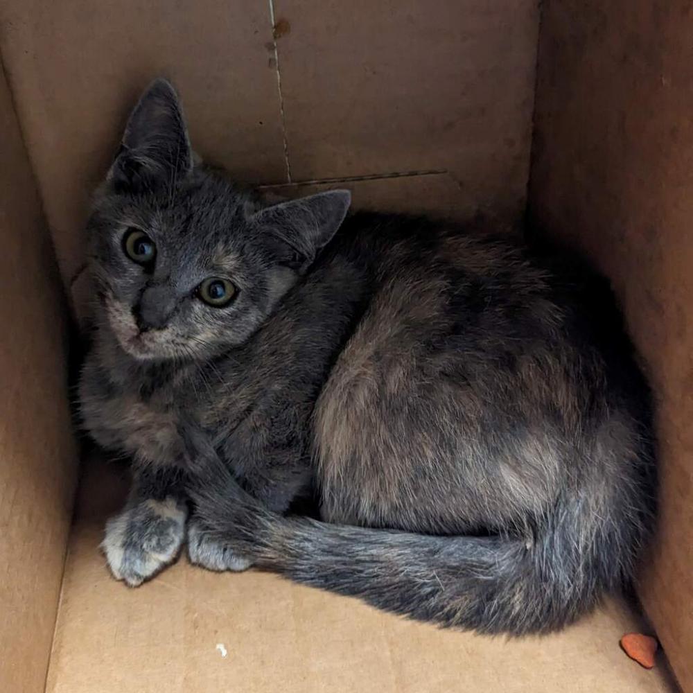 Shelter Stray Female Cat last seen Near Williams Street, SAN LEANDRO, CA, 94577, Oakland, CA 94621