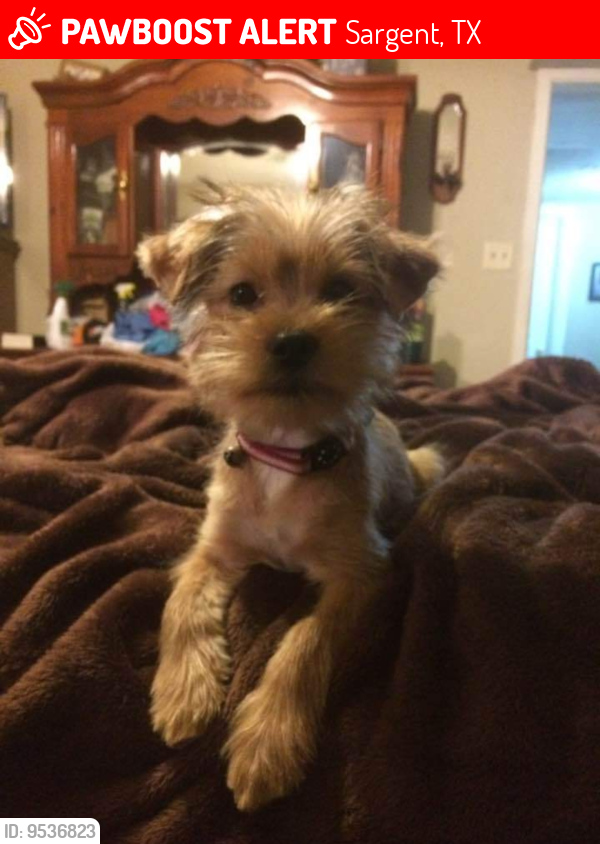 Lost Female Dog last seen Sargent Tx on or around the beach, Sargent, TX 77414