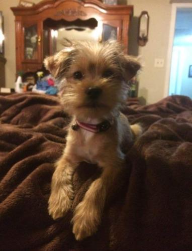 Lost Female Dog last seen Sargent Tx on or around the beach, Sargent, TX 77414
