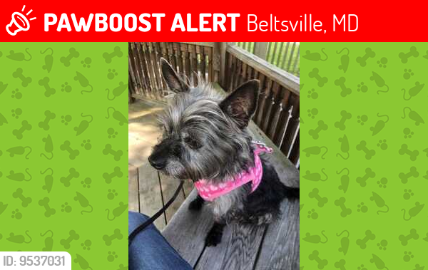 Lost Female Dog last seen Powdermill road       Beltsville/Calverton , Beltsville, MD 20705
