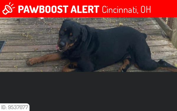 Lost Male Dog last seen Frisch’s , Cincinnati, OH 45232
