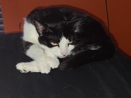 Lost Female Cat last seen Harmony Cemetery on DS Road, Greater Landover, MD 20785