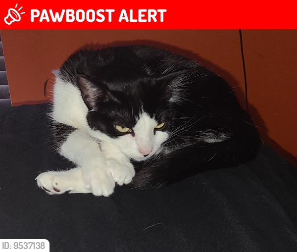 Lost Female Cat last seen Harmony Cemetery on DS Road, Greater Landover, MD 20785