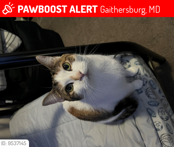 Lost Female Cat last seen s near HMART shopping center, Gaithersburg, MD 20886