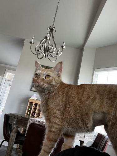Lost Female Cat last seen District 850, Canopy Subdivision, Centerville Rd, Tallahassee, FL 32308