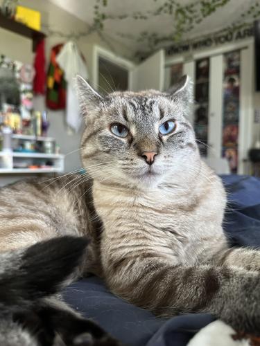Lost Female Cat last seen market ave and mount pleasant, Canton, OH 44721