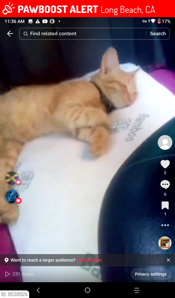 Long Beach, CA Lost Male Cat, Baby Is Missing PawBoost
