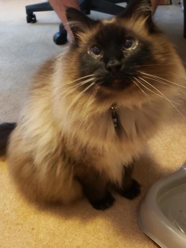 Lost Male Cat last seen 162nd Ave and Fourth Plain Blvd, Vancouver, WA 98682
