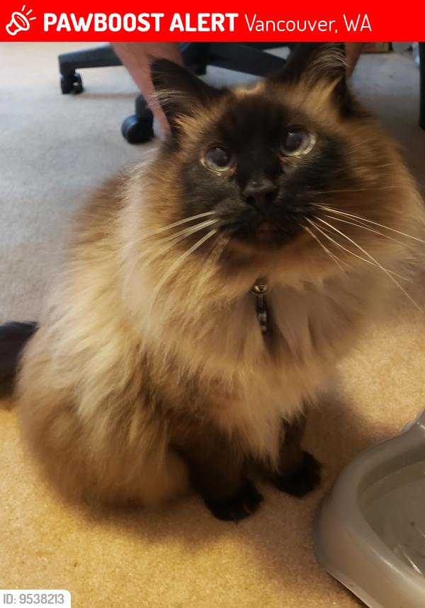 Lost Male Cat last seen 162nd Ave and Fourth Plain Blvd, Vancouver, WA 98682