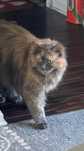 Lost Female Cat last seen Community college , Alexandria, VA 22311