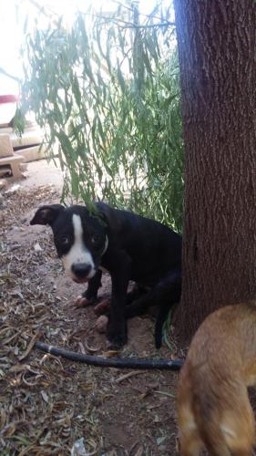 Lost Female Dog last seen 12th street and vanburen, Phoenix, AZ 85034