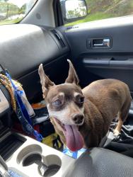 Lost Female Dog last seen Westview Makakilo, Kapolei, HI 96707