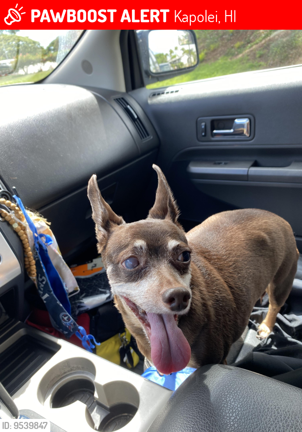 Lost Female Dog last seen Westview Makakilo, Kapolei, HI 96707