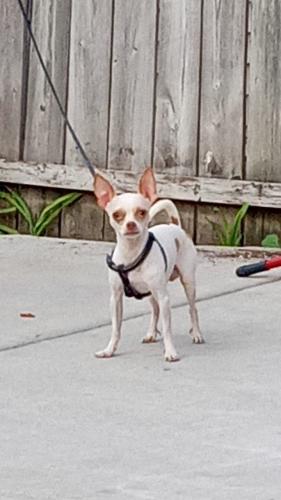 Lost Male Dog last seen Parker and Lamon, Chicago, IL 60639