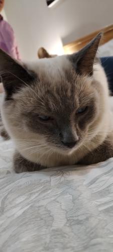 Lost Male Cat last seen Veda Avenue near Montana Family Market and Kolonnade, Pretoria, GP 0186