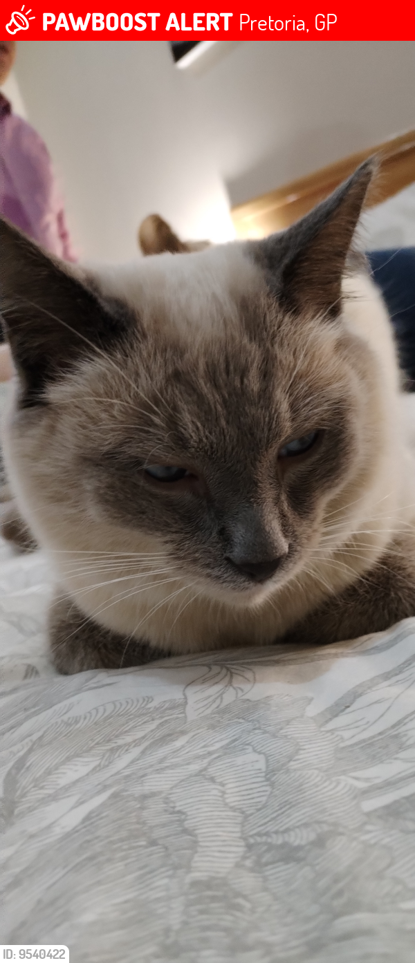 Lost Male Cat last seen Veda Avenue near Montana Family Market and Kolonnade, Pretoria, GP 0186